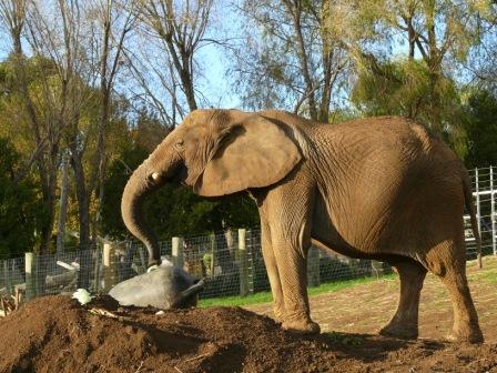 Jumbo retires at Franklin Zoo